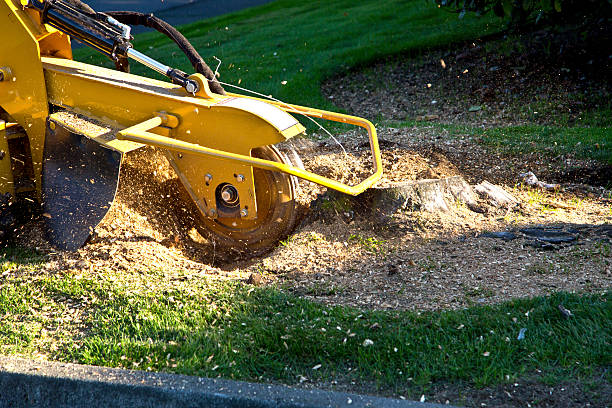 How Our Tree Care Process Works  in  Terrebonne, OR